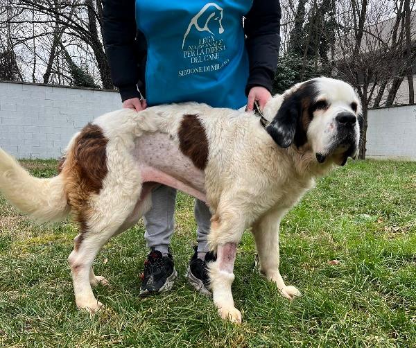 BIANCA DOLCE SAN BERNARDO Foto 2